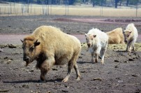 White Bison (baby in the rear)